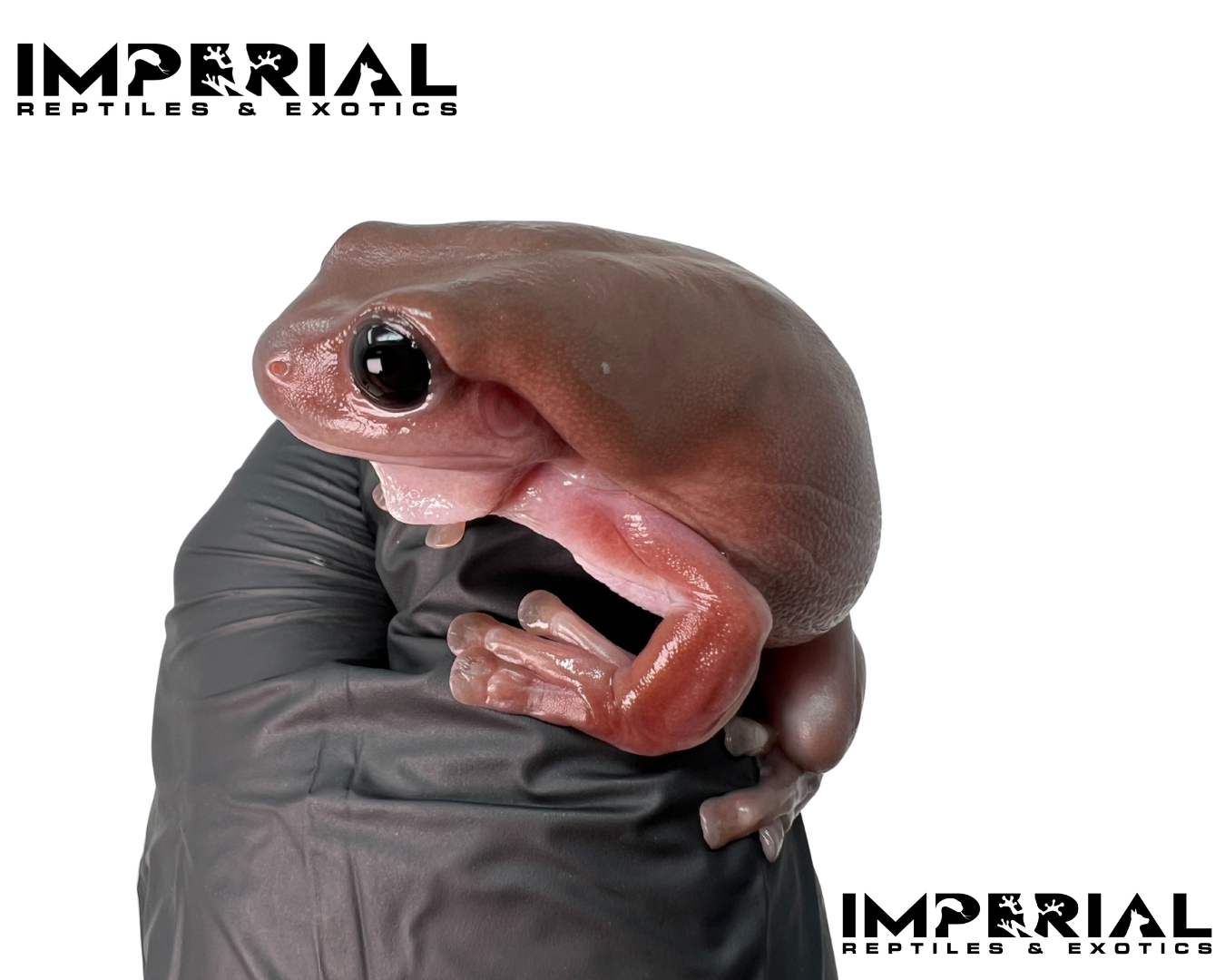 Melanistic Plum White's Tree Frog