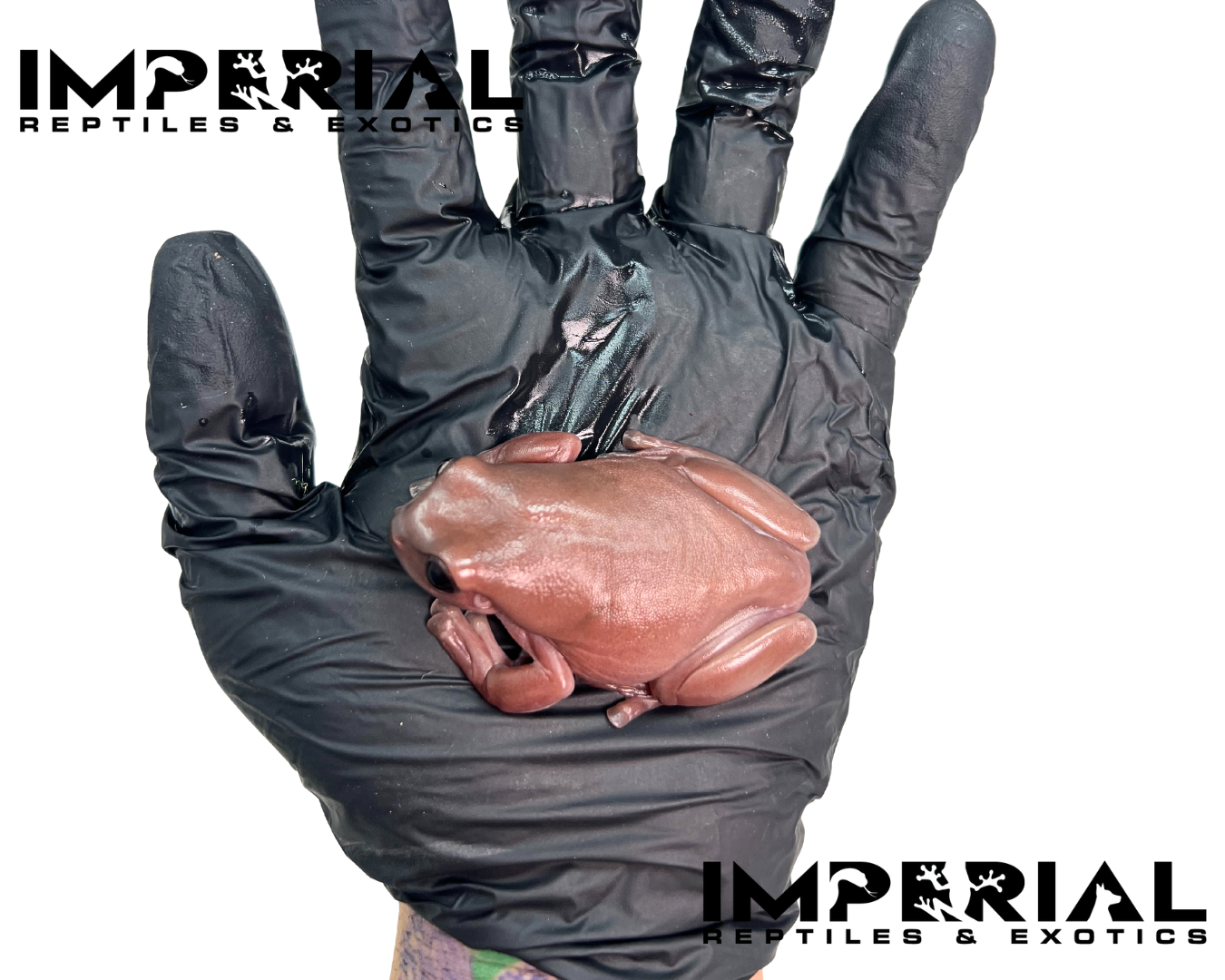 Melanistic Plum White's Tree Frog - Image 2