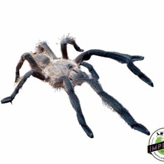 Prachuap Earth-Tiger Tarantula (Chilobrachys sp. 'Prachuap Khiri Khan')