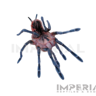 Purple Starburst Bird-eater Tarantula (Pamphobeteus sp. 'Machala')