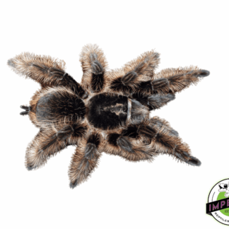 Aphonopelma sp. "Queretaro" Tarantula
