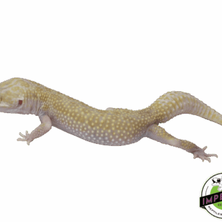 Raptor (Snake Eye) Leopard Gecko Adult