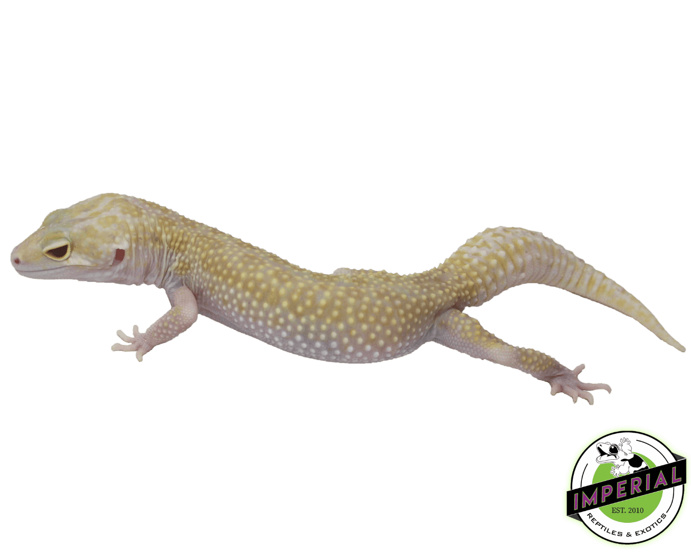 Raptor (Snake Eye) Leopard Gecko Adult