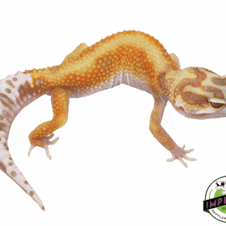 Red Stripe Tremper Leopard Gecko Adult