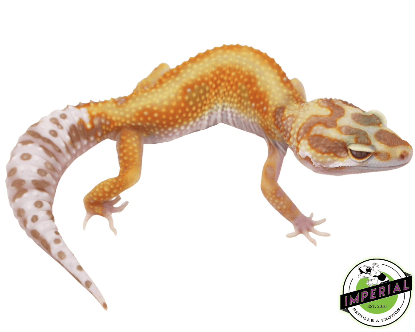 Red Stripe Tremper Leopard Gecko Adult