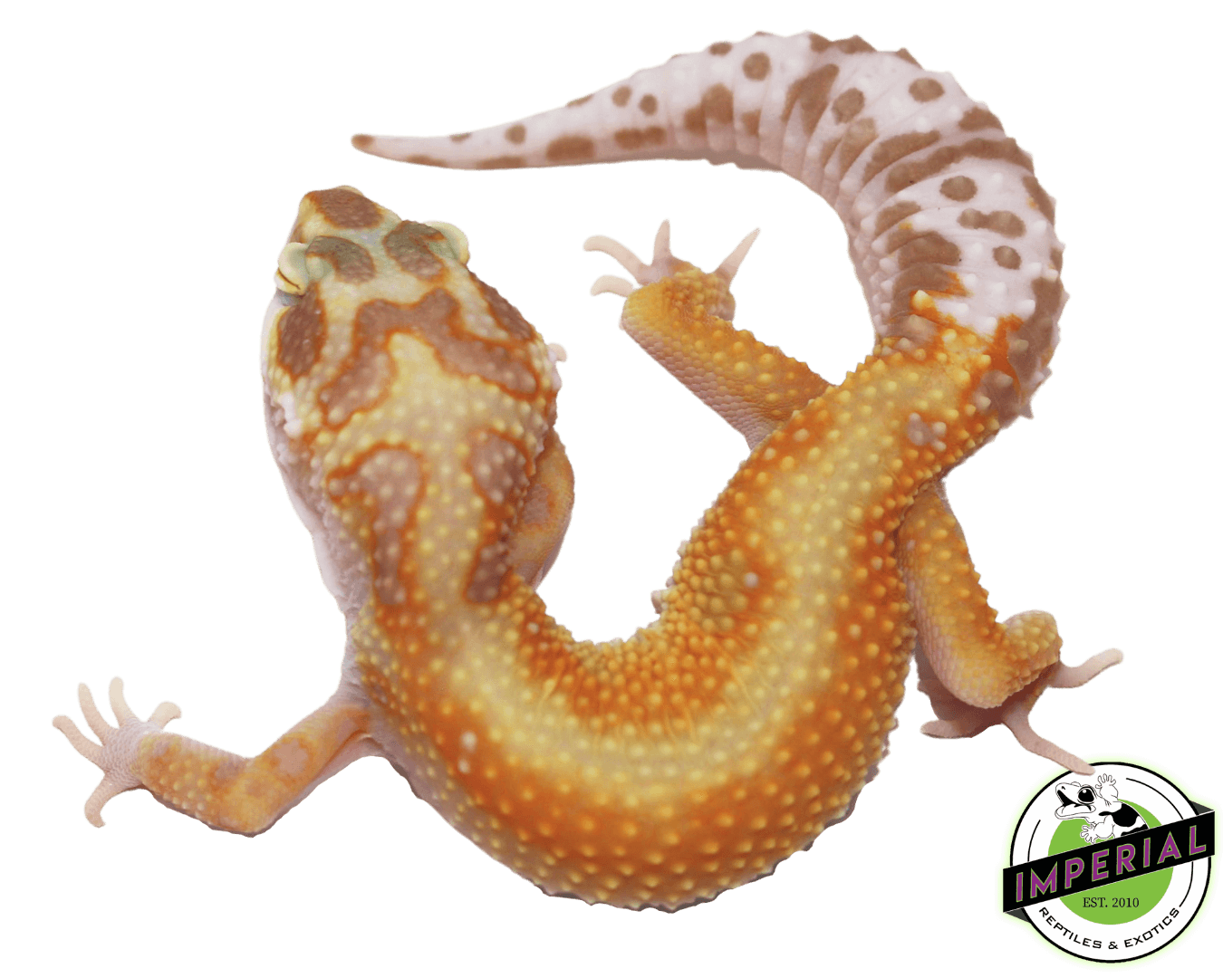 Red Stripe Tremper Leopard Gecko Adult - Image 2