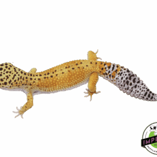 Reverse Stripe Leopard Gecko Adult
