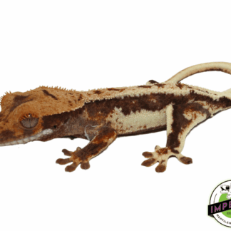 "Red Harlequin" Lilly White Crested Gecko (#101223-I26)