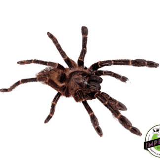 Red Skeleton Tarantula (Ephebopus rufcscens)