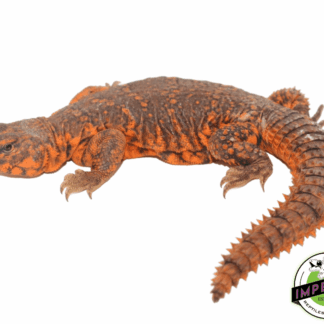 Red Nigerian Uromastyx