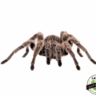 Redslate Ornamental Tarantula (Poeciltheria rufilata)