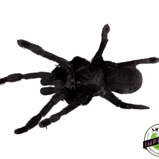 Sangihe Black Tarantula (Lampropelma nigerrimum)