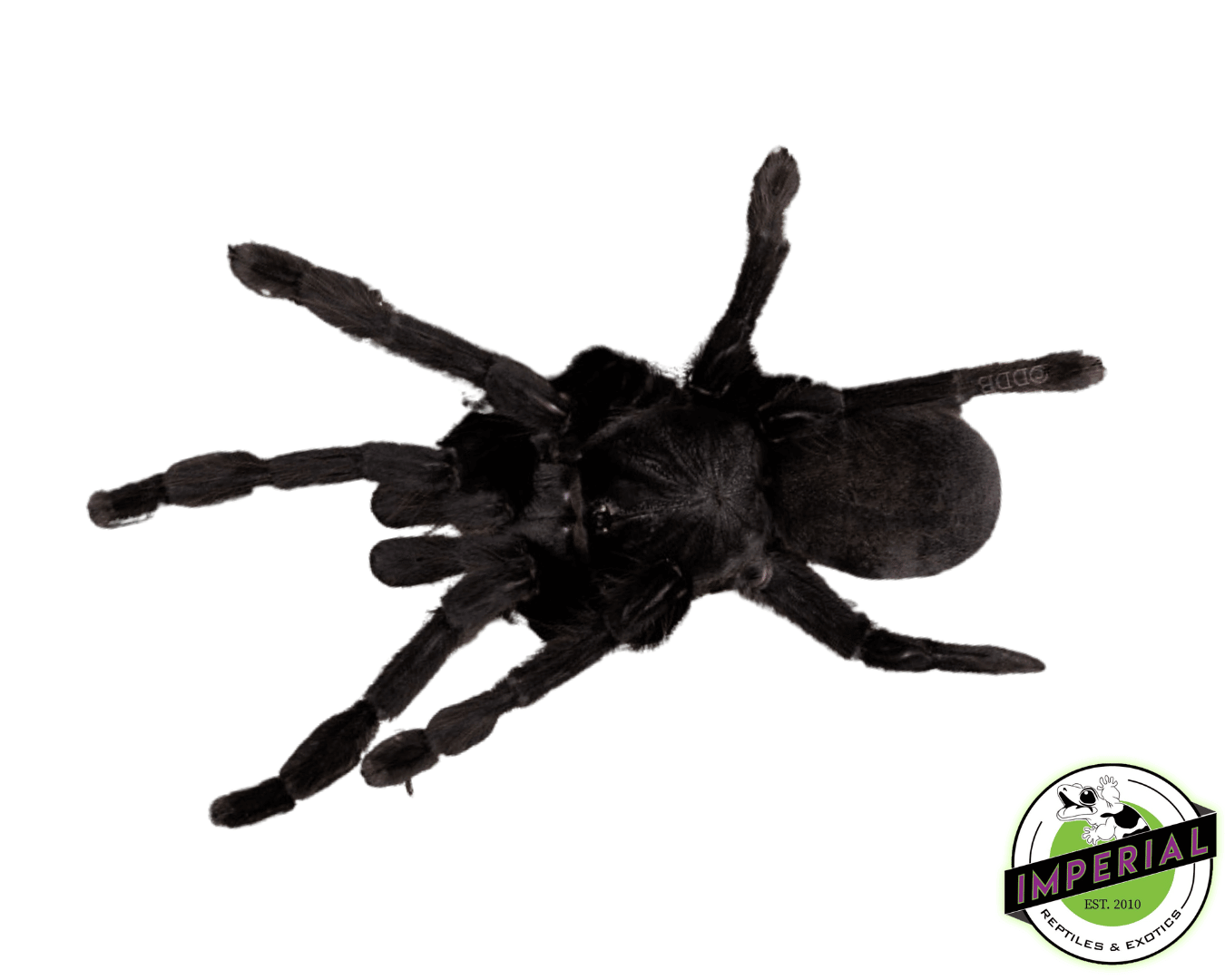 Sangihe Black Tarantula (Lampropelma nigerrimum)