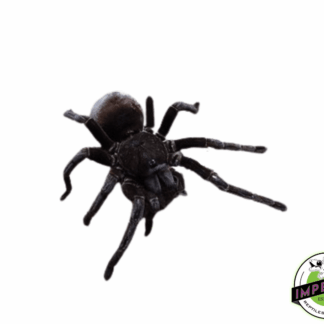 Santo Domingo Goliath Tarantula (Pamphobeteus sp.)