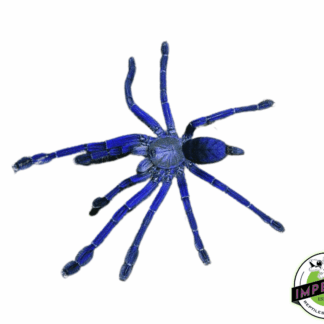 Singapore Blue Tarantula (Omothymus (Lamproplema) violaceopes)
