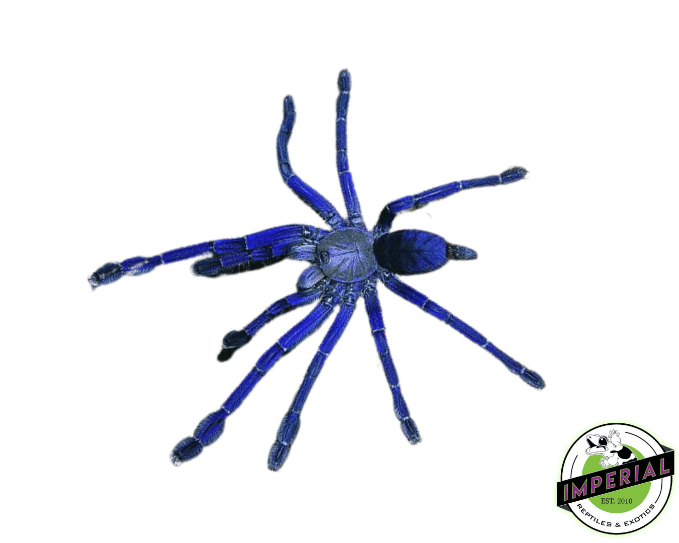Singapore Blue Tarantula (Omothymus (Lamproplema) violaceopes)