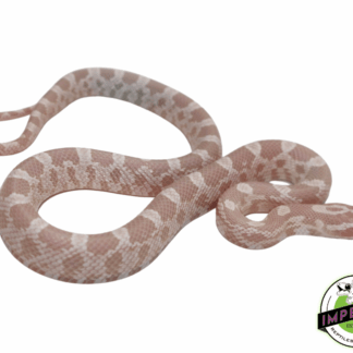 Snow Corn Snake Baby