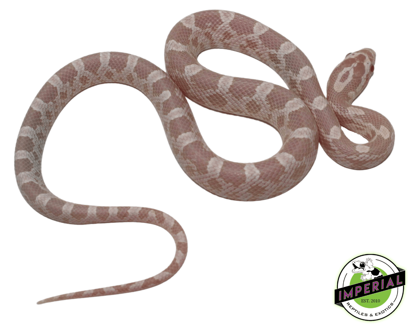 Snow Corn Snake Baby - Image 2