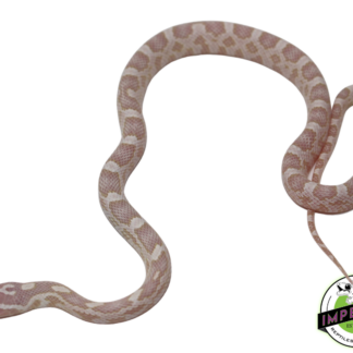 Snow 100% het. Scaleless Corn Snake