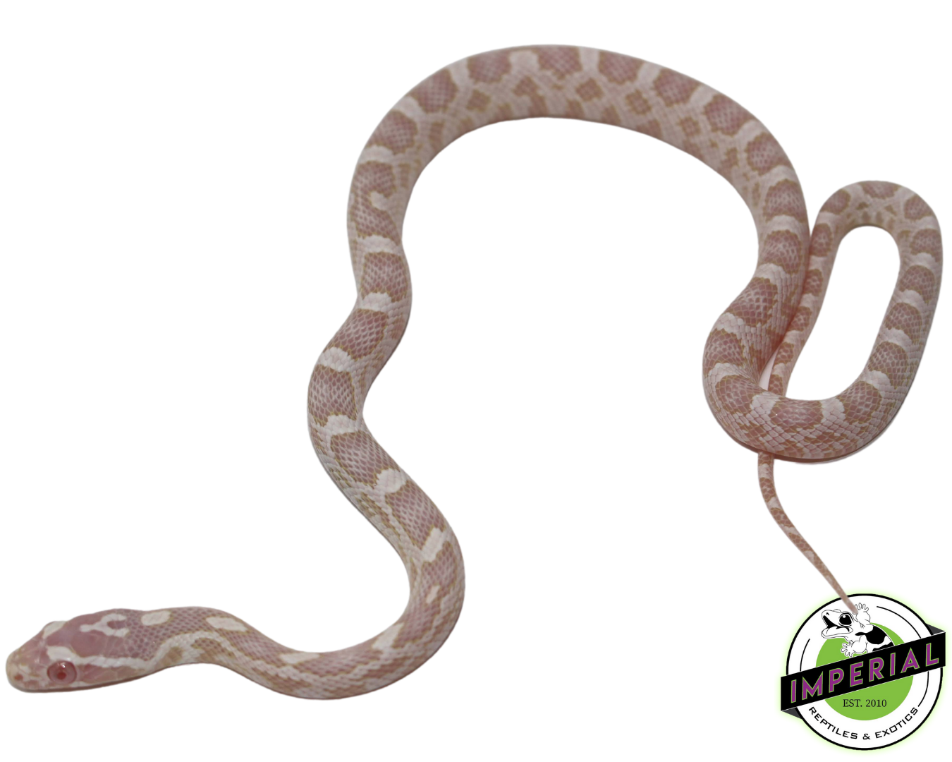 Snow 100% het. Scaleless Corn Snake