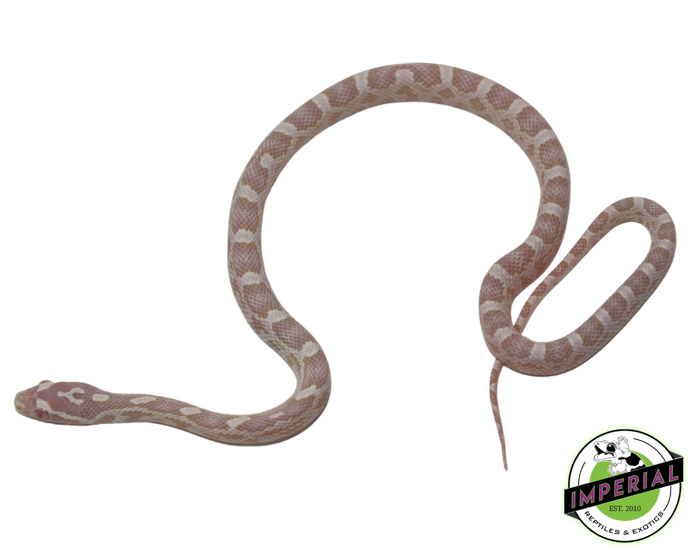 Snow 100% het. Scaleless Corn Snake - Image 2