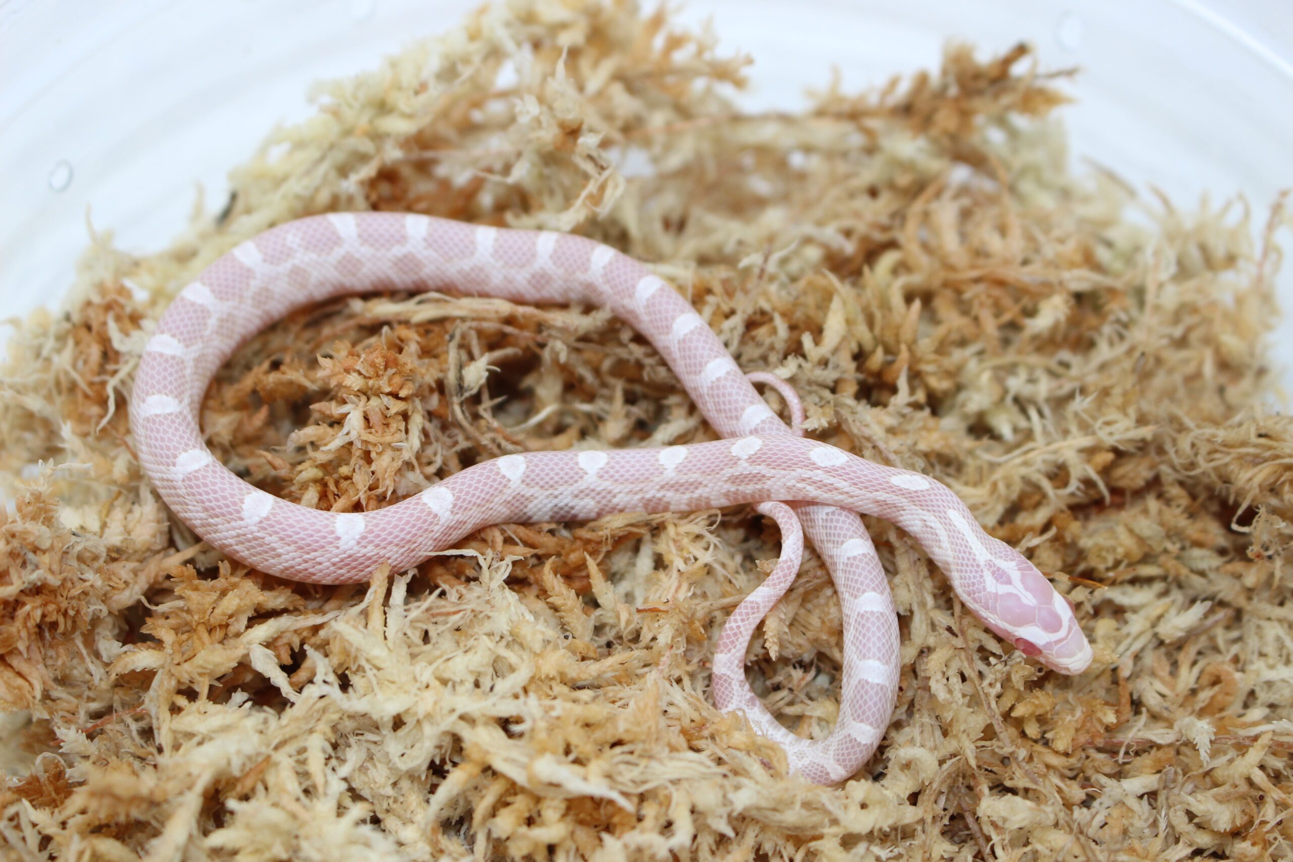 Snow 100% het. Scaleless Corn Snake - Image 3