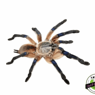 Socotra Island Blue Baboon (Monocentropus balfouri) Adult Female