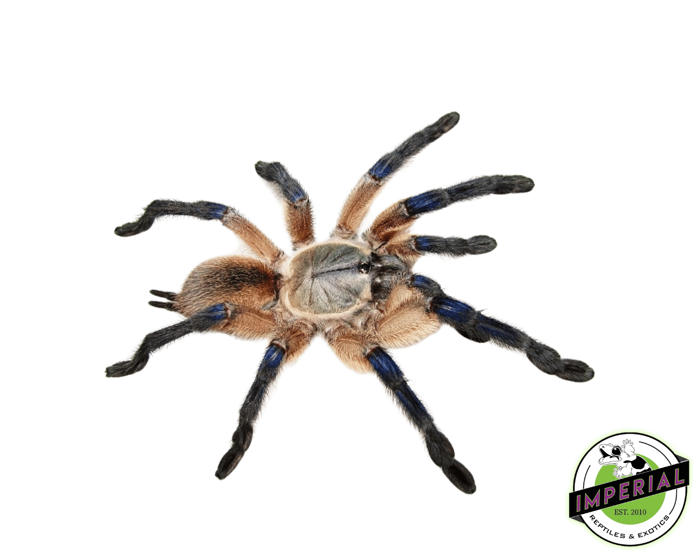 Socotra Island Blue Baboon (Monocentropus balfouri) Adult Female