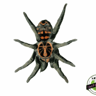 Speckle Patch Tarantula (Hapalopus sp. 'Guerilla')
