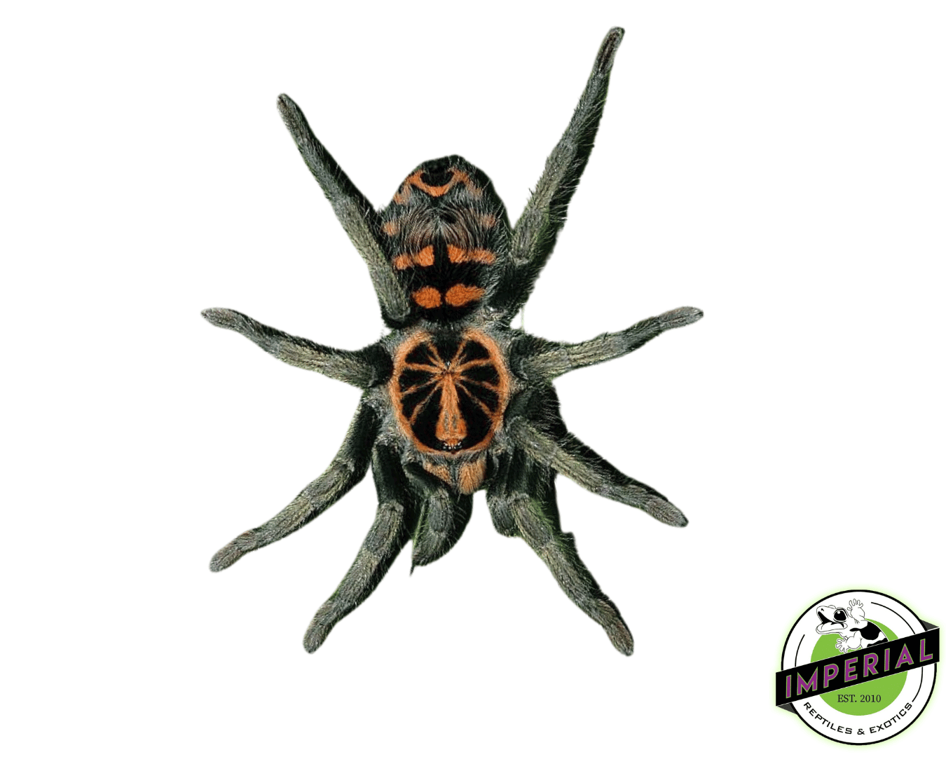 Speckle Patch Tarantula (Hapalopus sp. 'Guerilla')