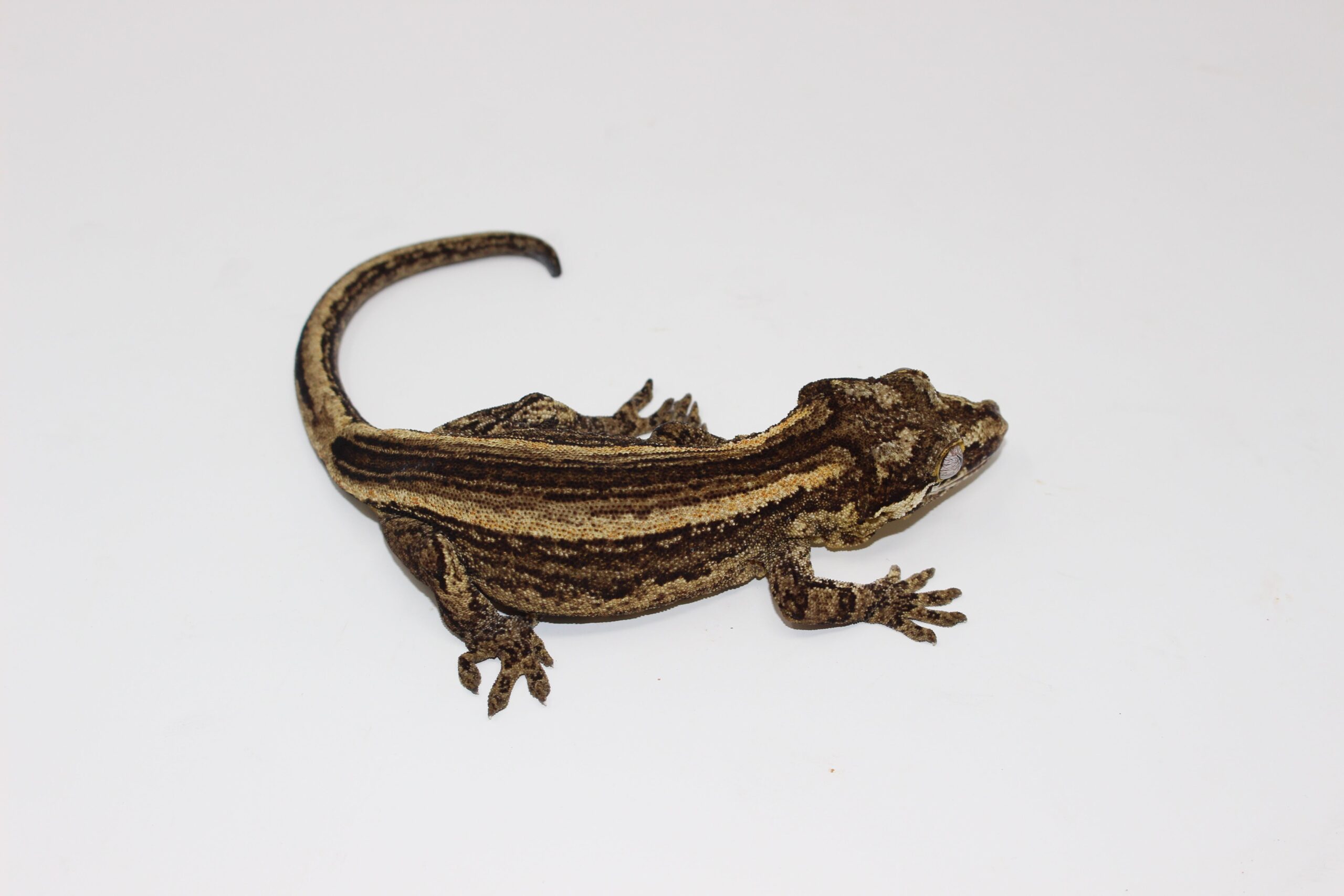 Striped Gargoyle Gecko - Image 3