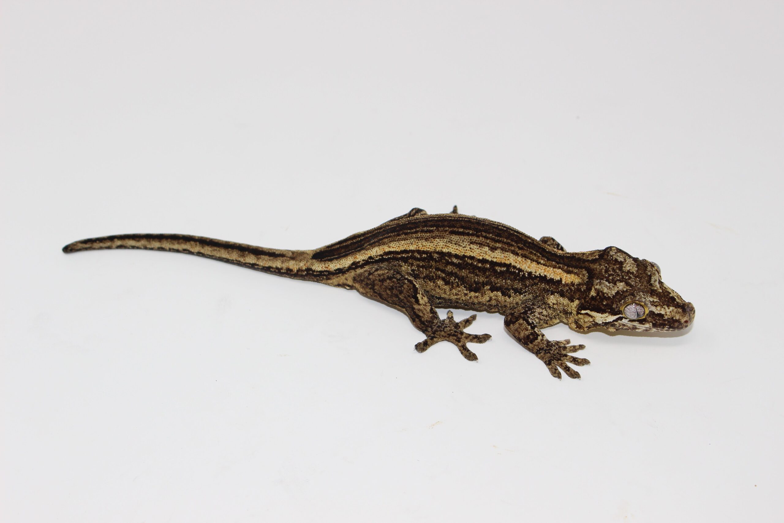 Striped Gargoyle Gecko - Image 2