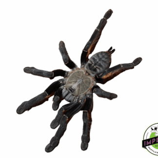 Sumatran Tiger Tarantula (Cyriopagopus sp 'Sumatran Tiger')