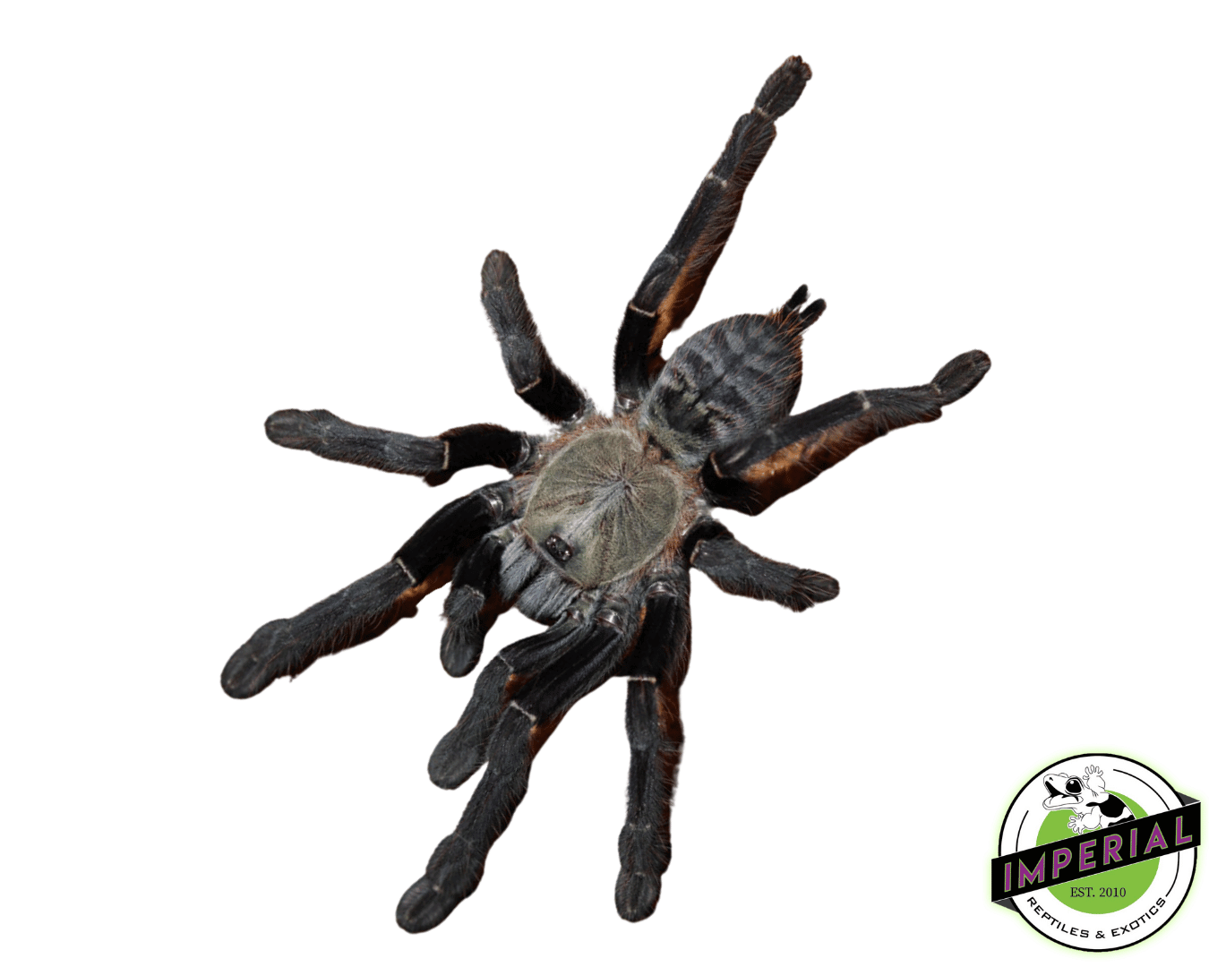 Sumatran Tiger Tarantula (Cyriopagopus sp 'Sumatran Tiger')