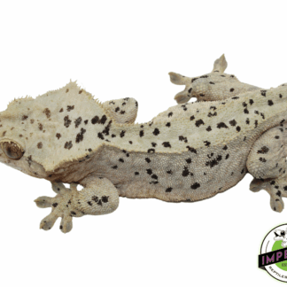 Super Dalmatian Crested Gecko Adult Male (#101223-I17)