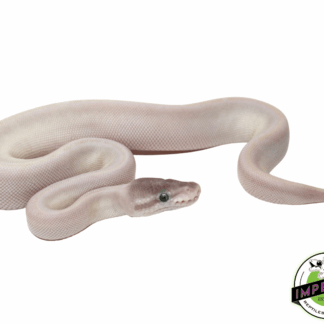 Blue Eyed Leucistic (Super Mojave) Ball Python
