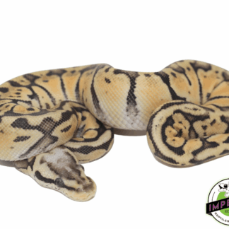 Super Pastel Ball Baby