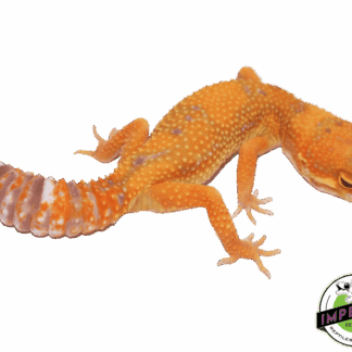 Tangerine Jungle Tremper Leopard Gecko Adult