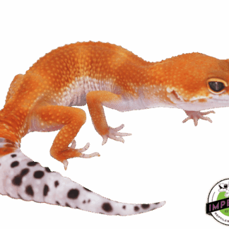 Tangerine Leopard Gecko Adult