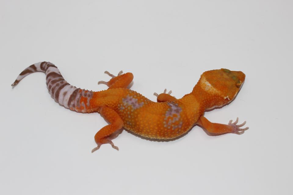Tangerine Bell Albino Adult Leopard Gecko - Image 2