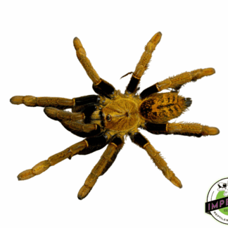 Tanzanian Black & Gold Baboon Tarantula (Encyocratella olivacea)
