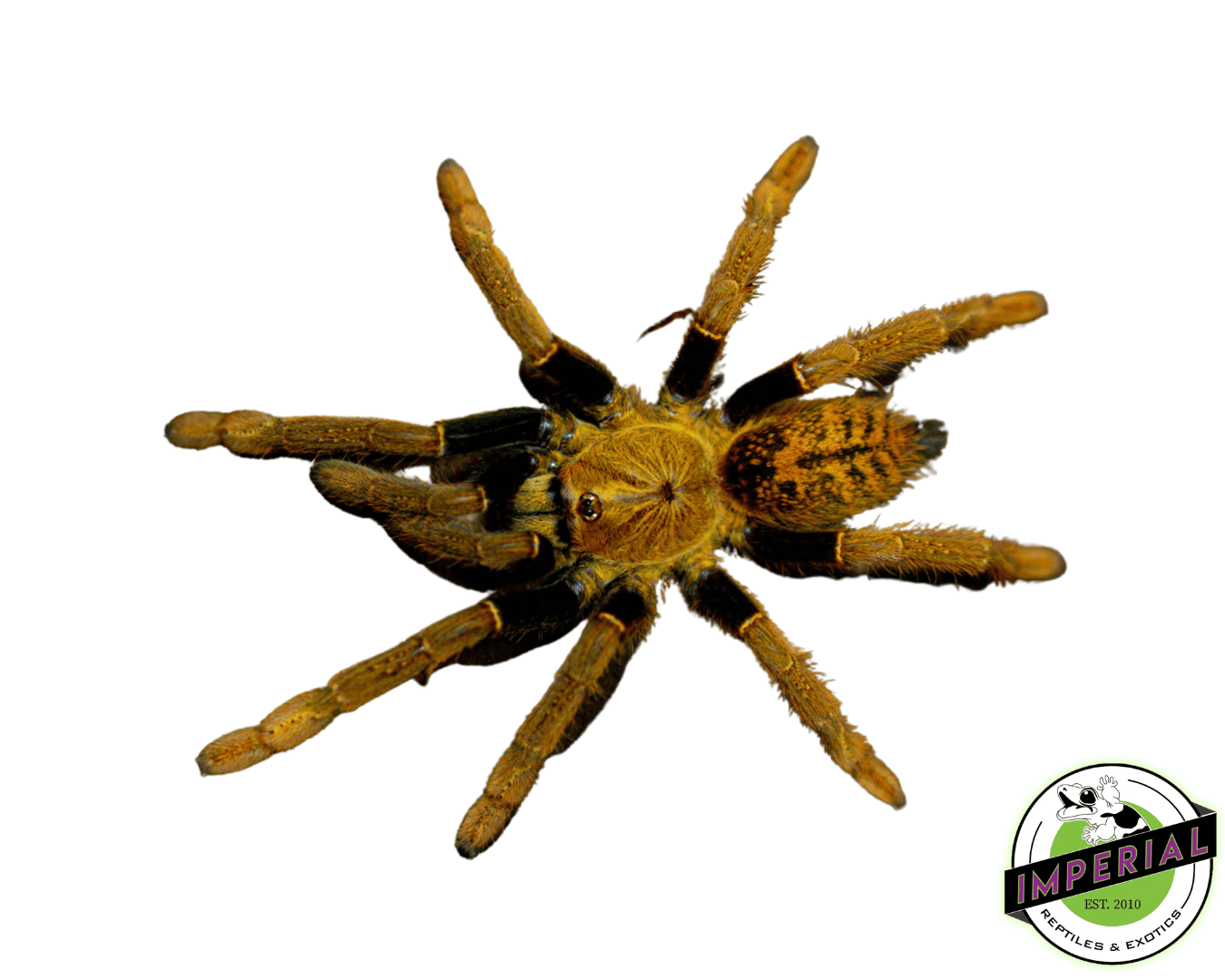Tanzanian Black & Gold Baboon Tarantula (Encyocratella olivacea)