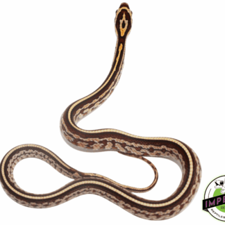 Tessera Corn Snake Baby