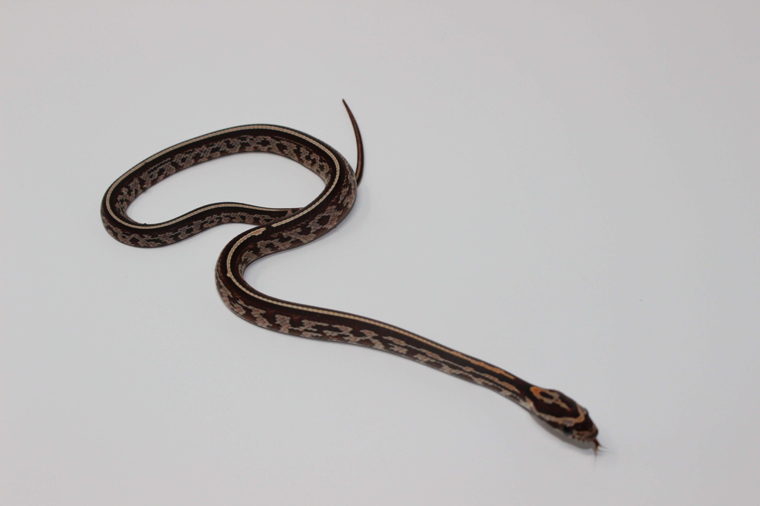 Tessera Corn Snake Baby - Image 2