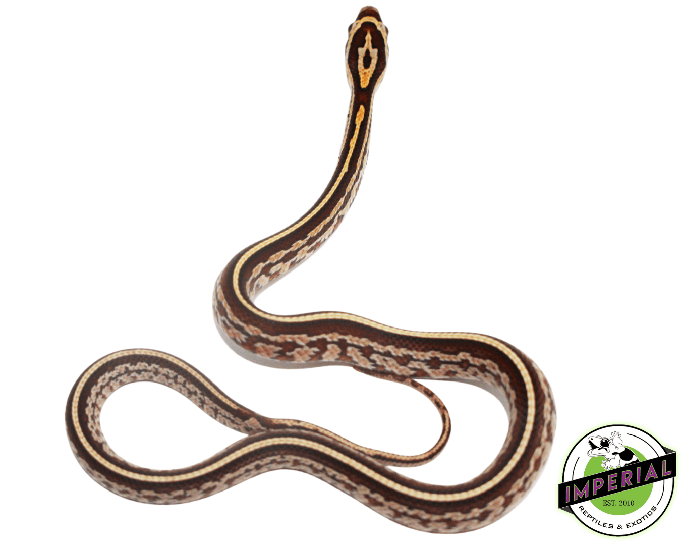 Tessera Corn Snake Baby