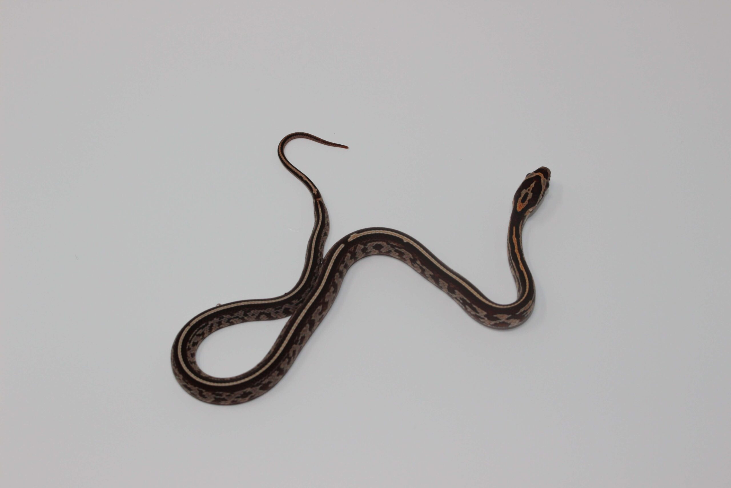 Tessera Corn Snake Baby - Image 3