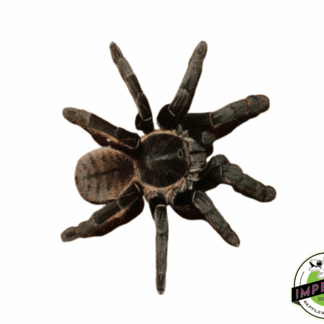 Thai Golden Fringe Tarantula (Ornithoctonus aureotibialis) Female