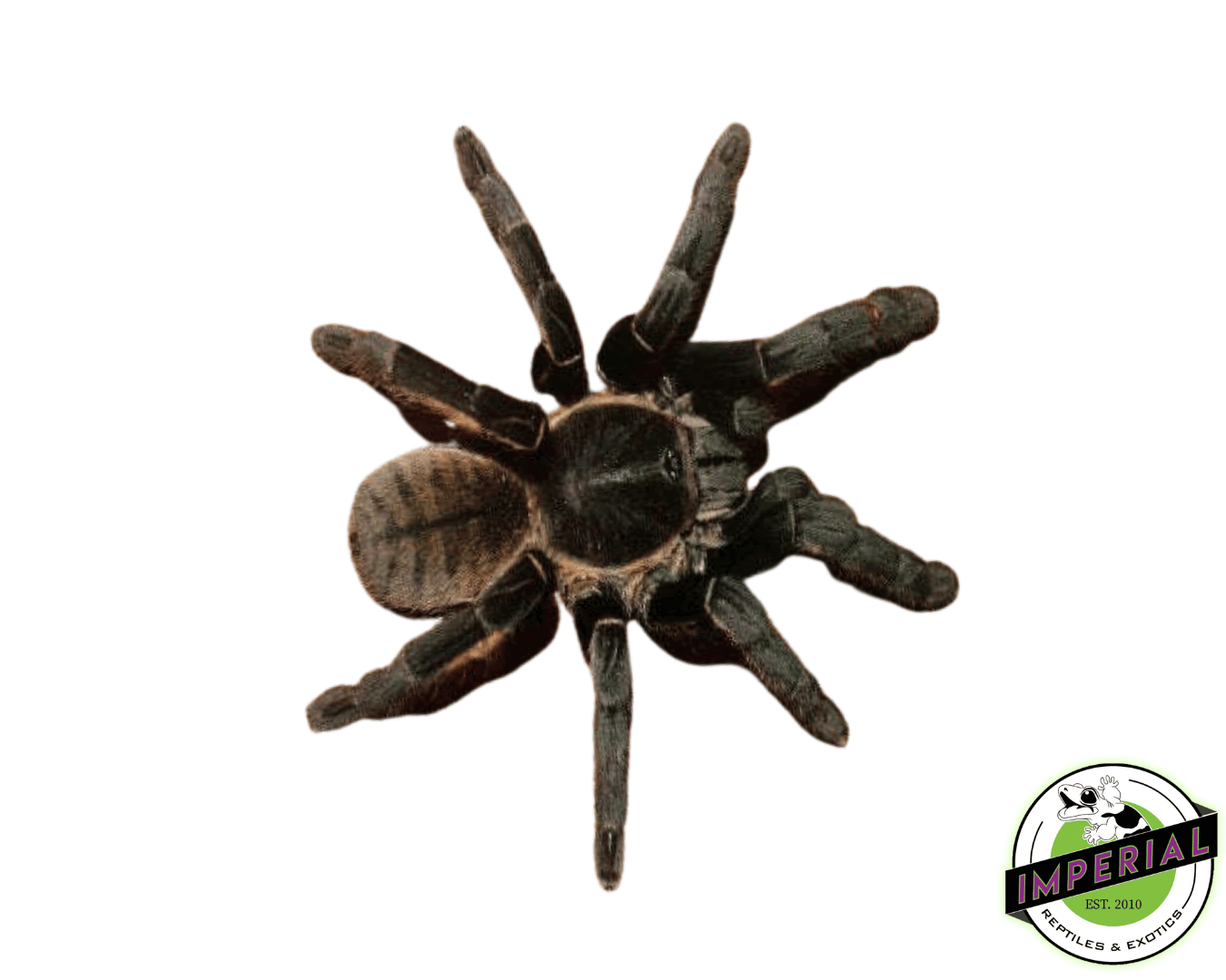 Thai Golden Fringe Tarantula (Ornithoctonus aureotibialis) Female