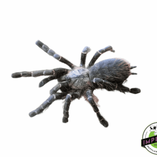 Thailand Bamboo Tarantula (Taksinus bambus)