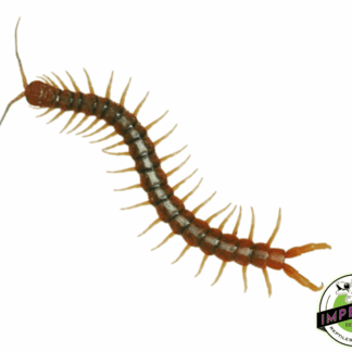 Tiger Centipede (Scolopendra polymorpha)